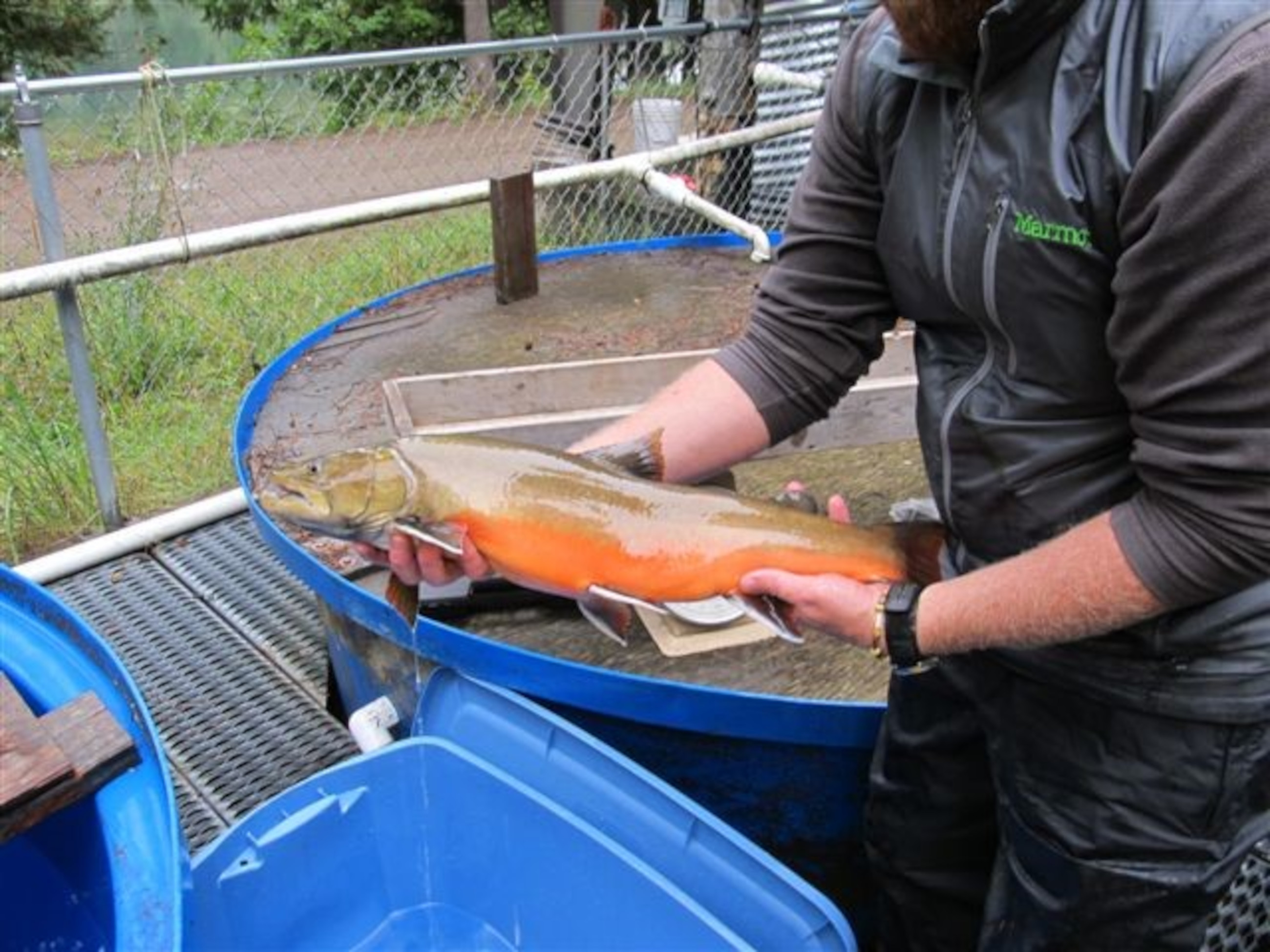 Avista biologist holding a Bull Trout before transport to be released